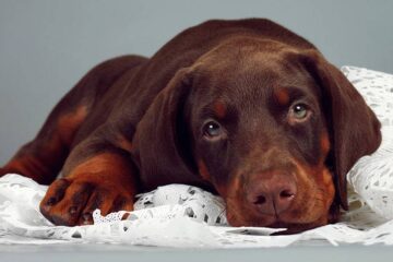 Czy warto zdecydować się na dobermana?