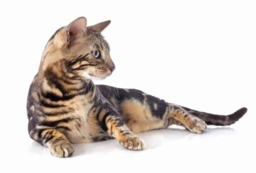 Kot bengalski