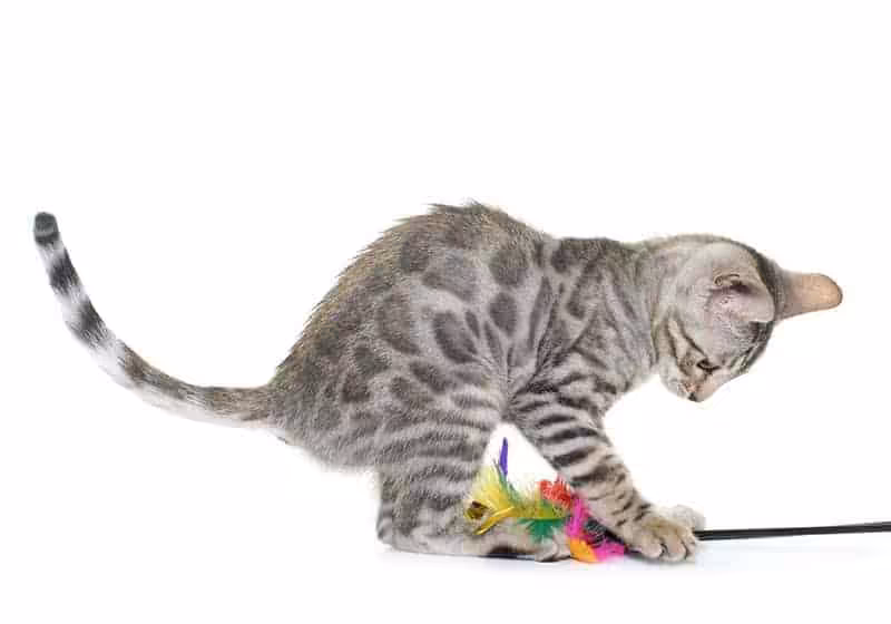 Kot bengalski charakter
