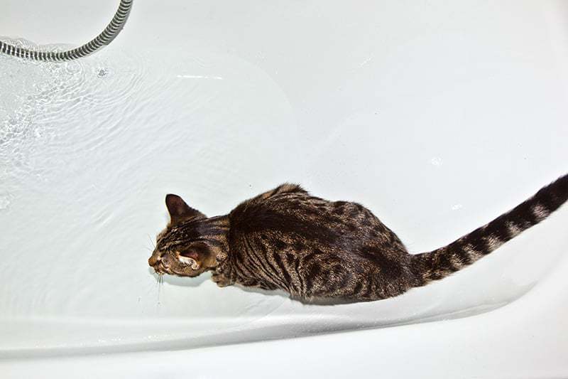 Przed kąpielą umieść kota w wannie