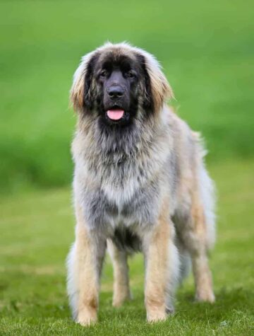 Leonberger