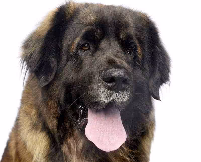 Leonberger umaszczenie