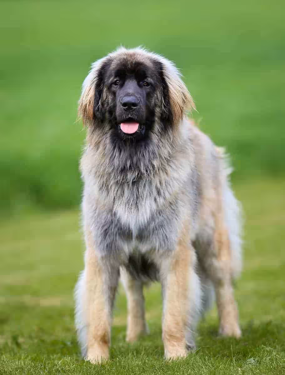 Leonberger 
