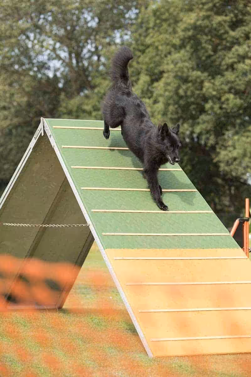 Owczarek belgijski agility