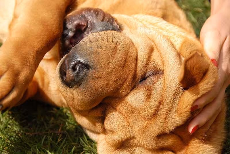 Shar pei charakter Shar pei charakter