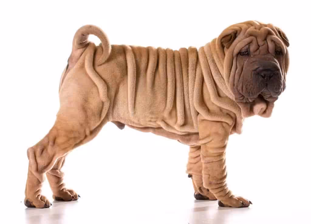 Shar pei Shar pei: charakter, pielęgnacja i predyspozycje do chorób