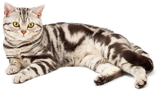 Ile żyje amerykański kot krótkowłosy?