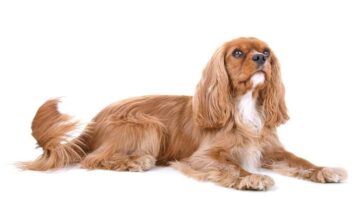 Cavalier king Charles
