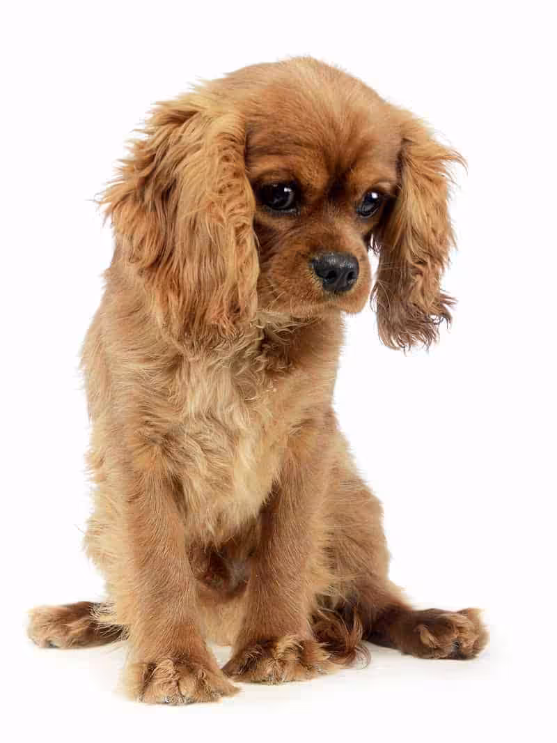 Cavalier king Charles: charakter, pielęgnacja i predyspozycje do chorób - Co w Sierści Piszczy Cavalier opis rasy