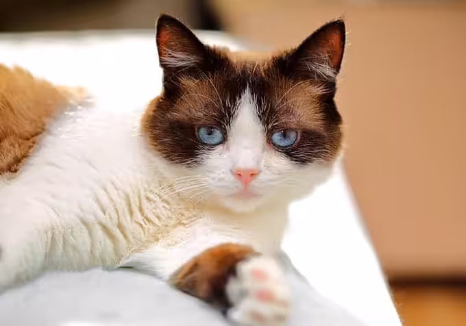 Kot snowshoe