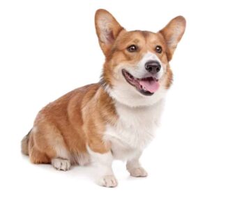 Welsh corgi pembroke