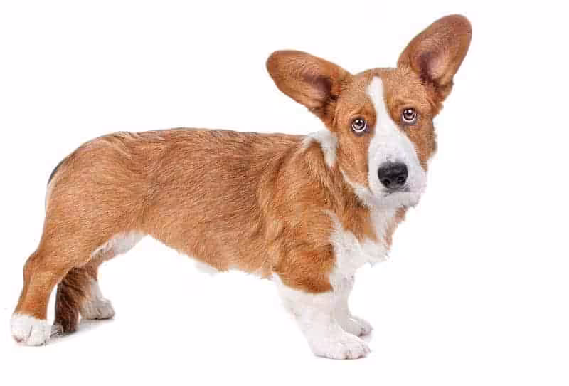 Welsh corgi choroby Welsh corgi choroby