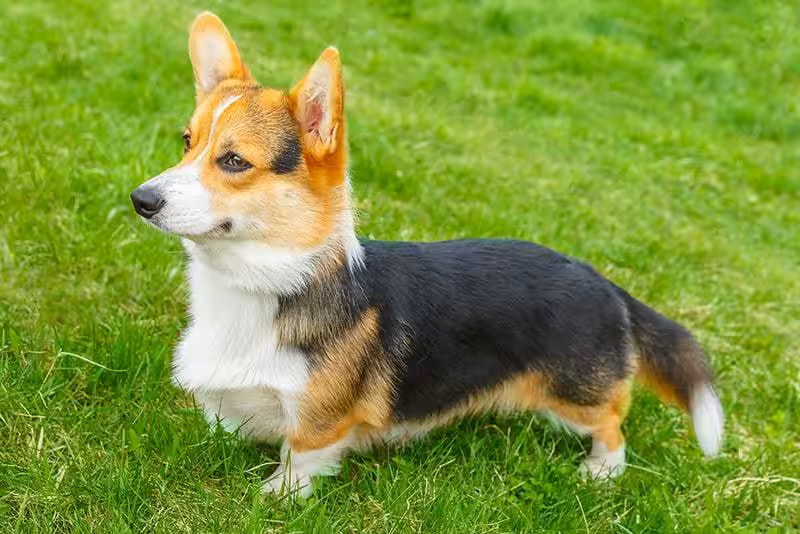 Welsh corgi opis rasy Welsh corgi opis rasy