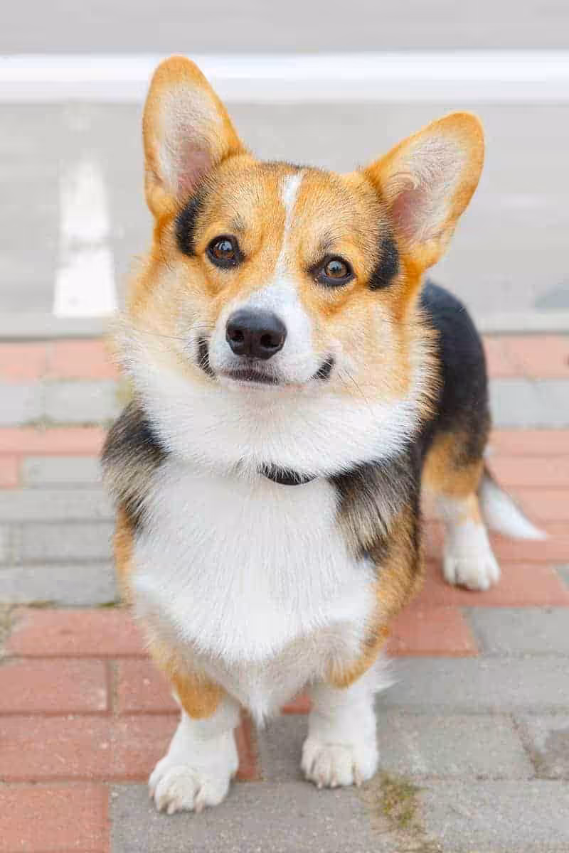Welsh corgi pielęgnacja Welsh corgi pielęgnacja