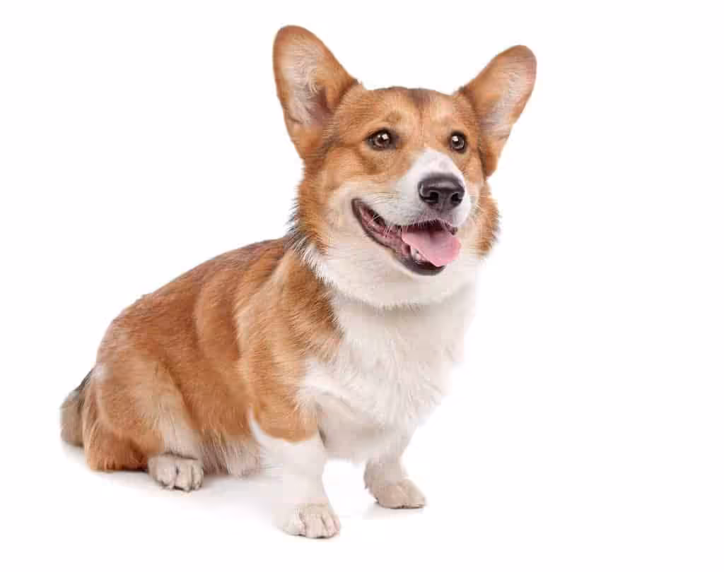 Welsh corgi pembroke Welsh corgi pembroke