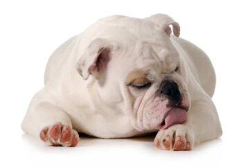 Buldog angielski