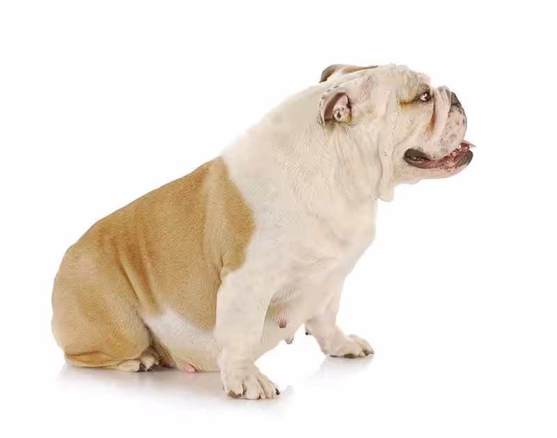 Buldog angielski opis rasy