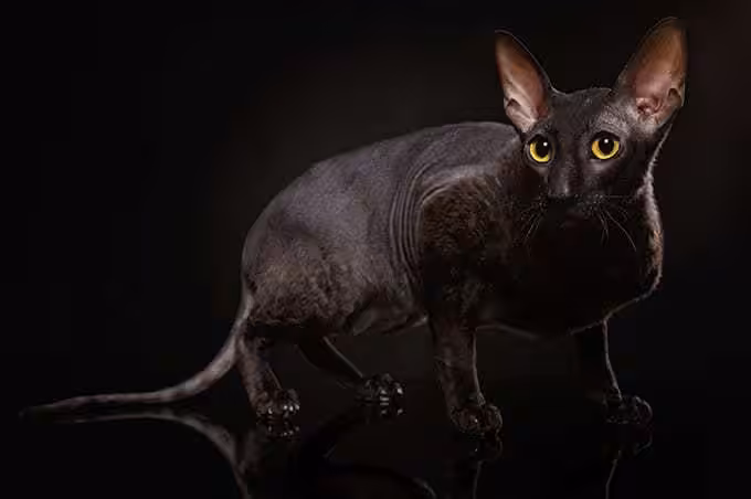 Jak długo żyją koty cornish rex?
