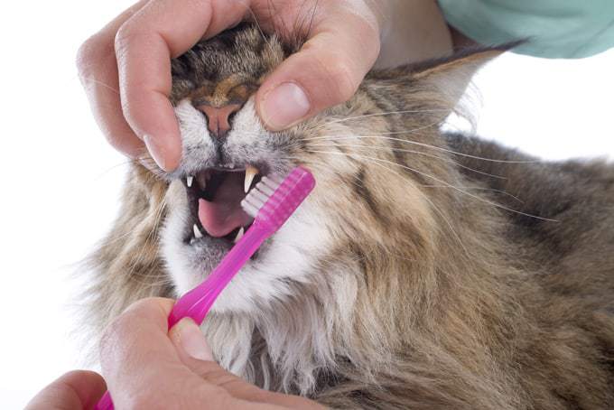 Czyszczenie zębów kota