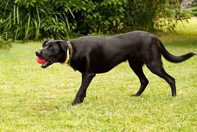 Kelpie opis rasy