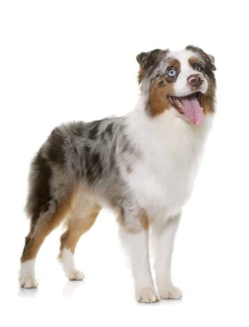 Owczarek Australijski Aussie