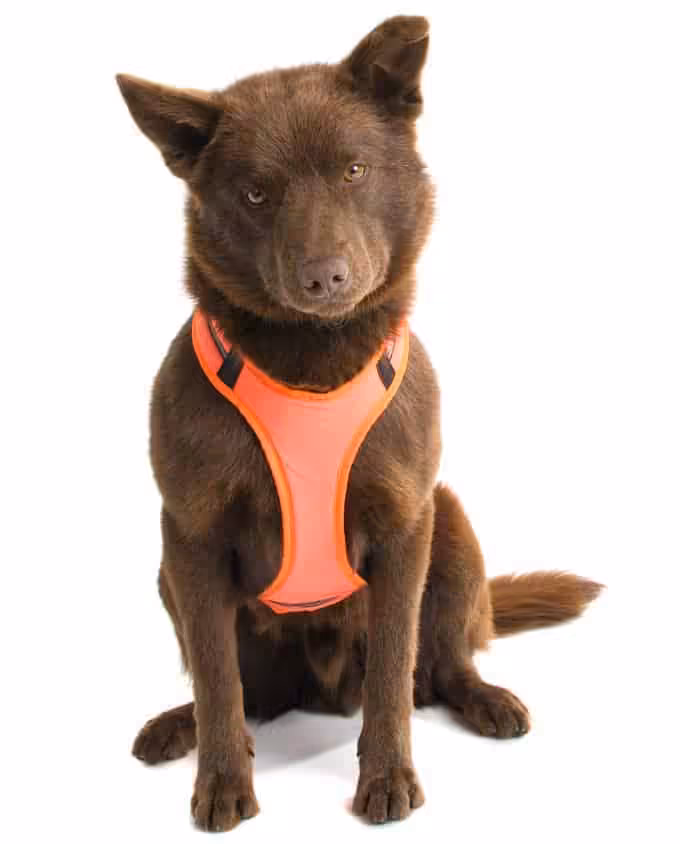 Owczarek australijski Kelpie pielęgnacja