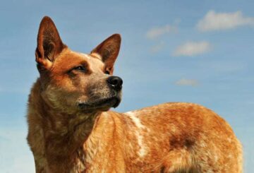 Kelpie opis rasy