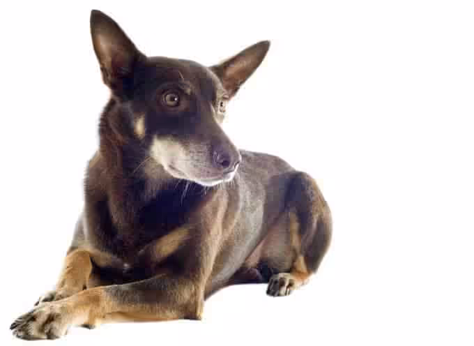 Czy warto zdecydować się na Kelpie?