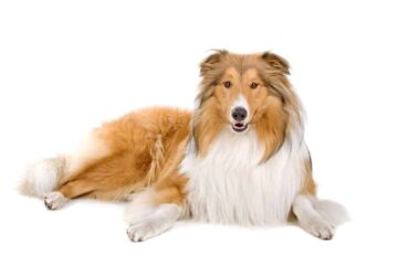Owczarek szkocki collie