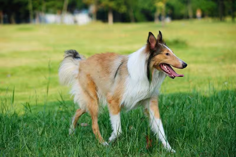 Jak pielęgnować owczarka szkockiego collie?