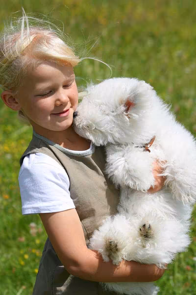 Bichon frise charakter