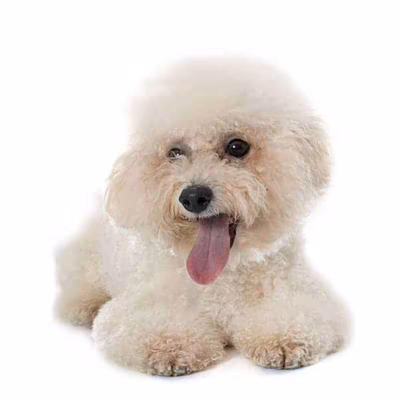 Bichon frise opis rasy