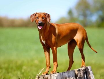 Rhodesian ridgeback