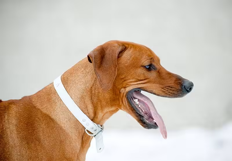 Rhodesian ridgeback wygląd