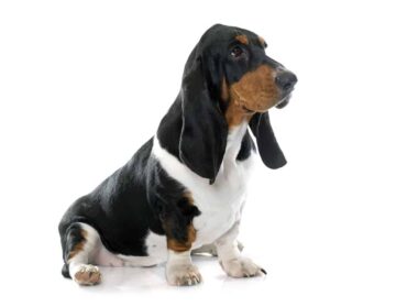 Basset hound
