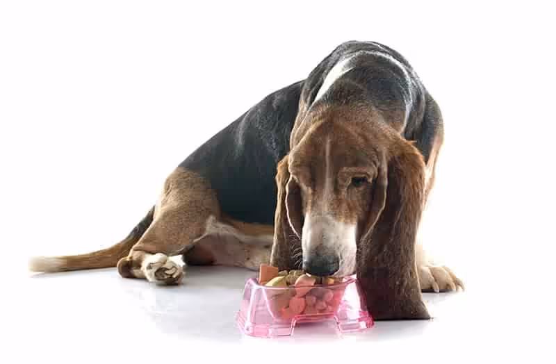 Basset hound: charakter, pielęgnacja i predyspozycje do chorób - Co w Sierści Piszczy Basset hound karmienie