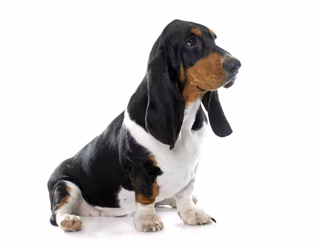 Basset hound: charakter, pielęgnacja i predyspozycje do chorób - Co w Sierści Piszczy Basset hound