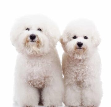 Bichon frise