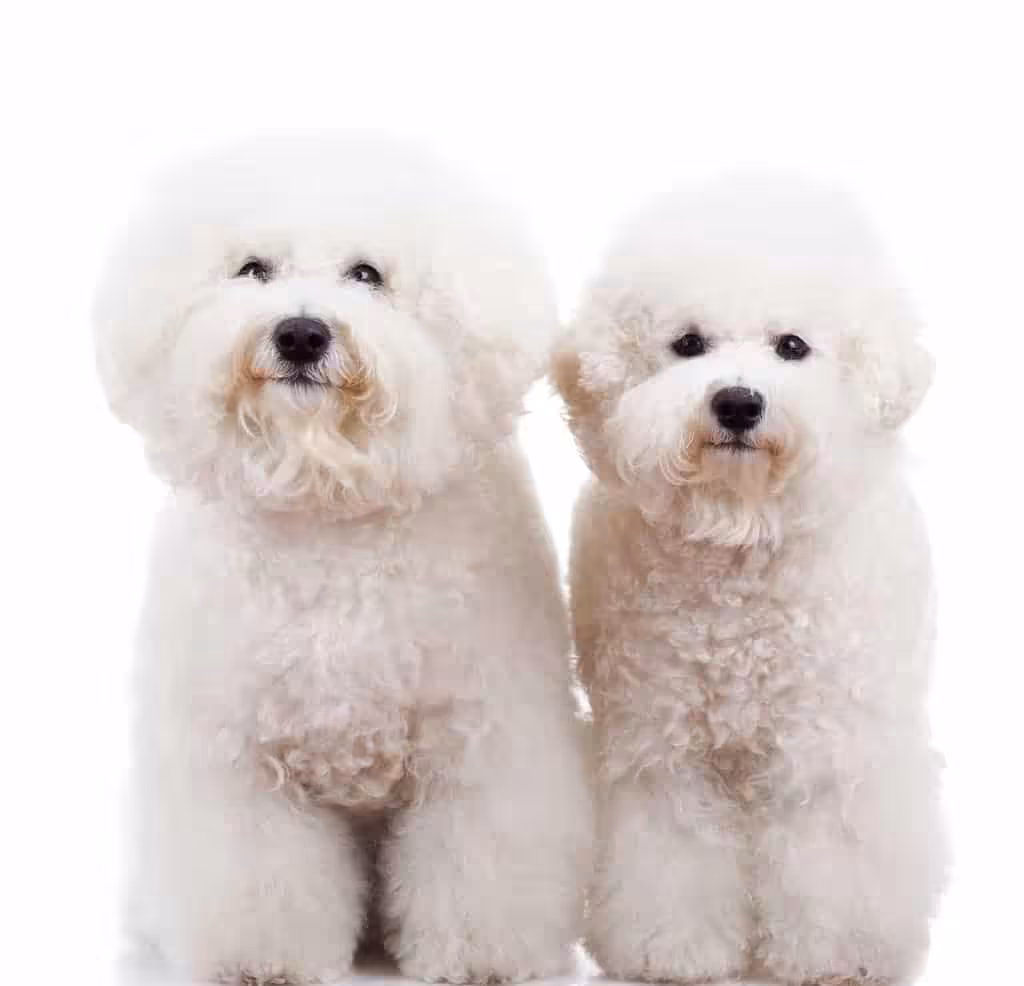 Bichon frise