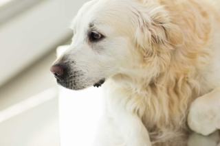 Chora wątroba u psa i kota: zaburzenia ogólnoustrojowe