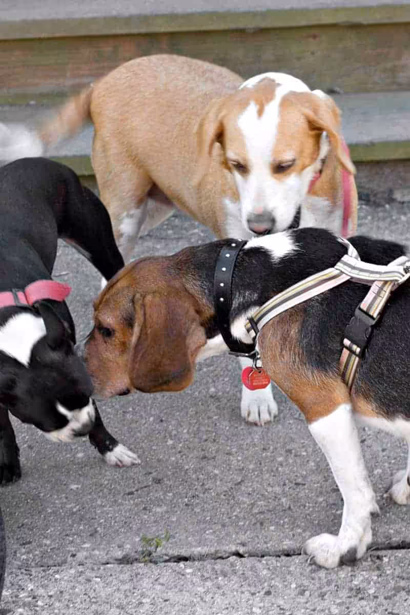 Boston terrier: charakter, pielęgnacja i predyspozycje do chorób - Co w Sierści Piszczy Boston terrier charakter