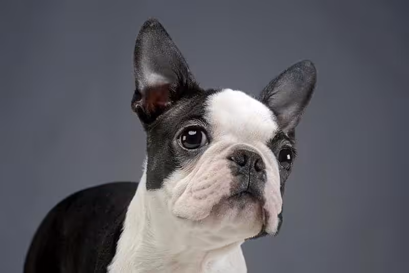 Boston terrier: charakter, pielęgnacja i predyspozycje do chorób - Co w Sierści Piszczy Na co chorują bostończyki?