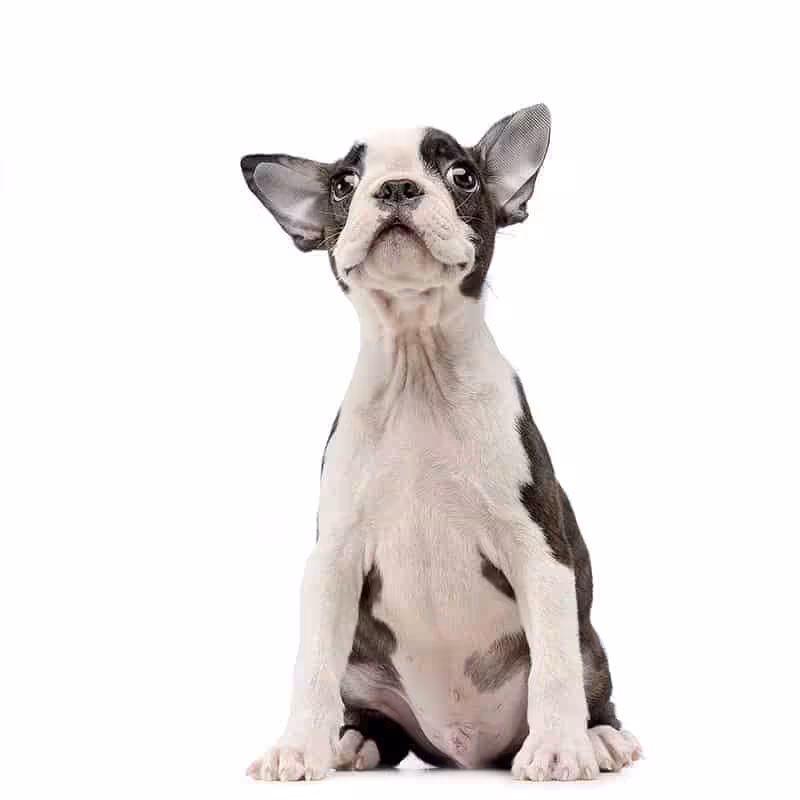 Boston terrier: charakter, pielęgnacja i predyspozycje do chorób - Co w Sierści Piszczy Boston Terrier szata i umaszczenie