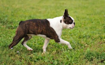 Boston terrier pielęgnacja