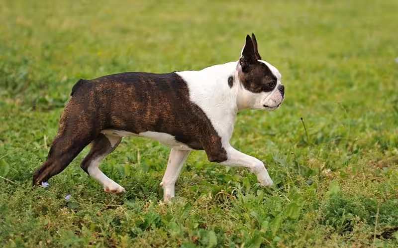 Boston terrier: charakter, pielęgnacja i predyspozycje do chorób - Co w Sierści Piszczy Boston terrier pielęgnacja