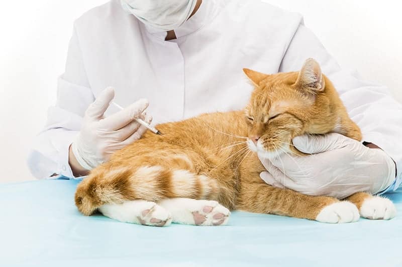 Uaktualnienie szczepień kota seniora