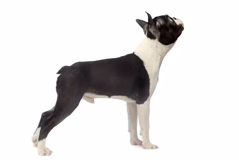 Boston terrier: charakter, pielęgnacja i predyspozycje do chorób - Co w Sierści Piszczy Boston terrier opis rasy