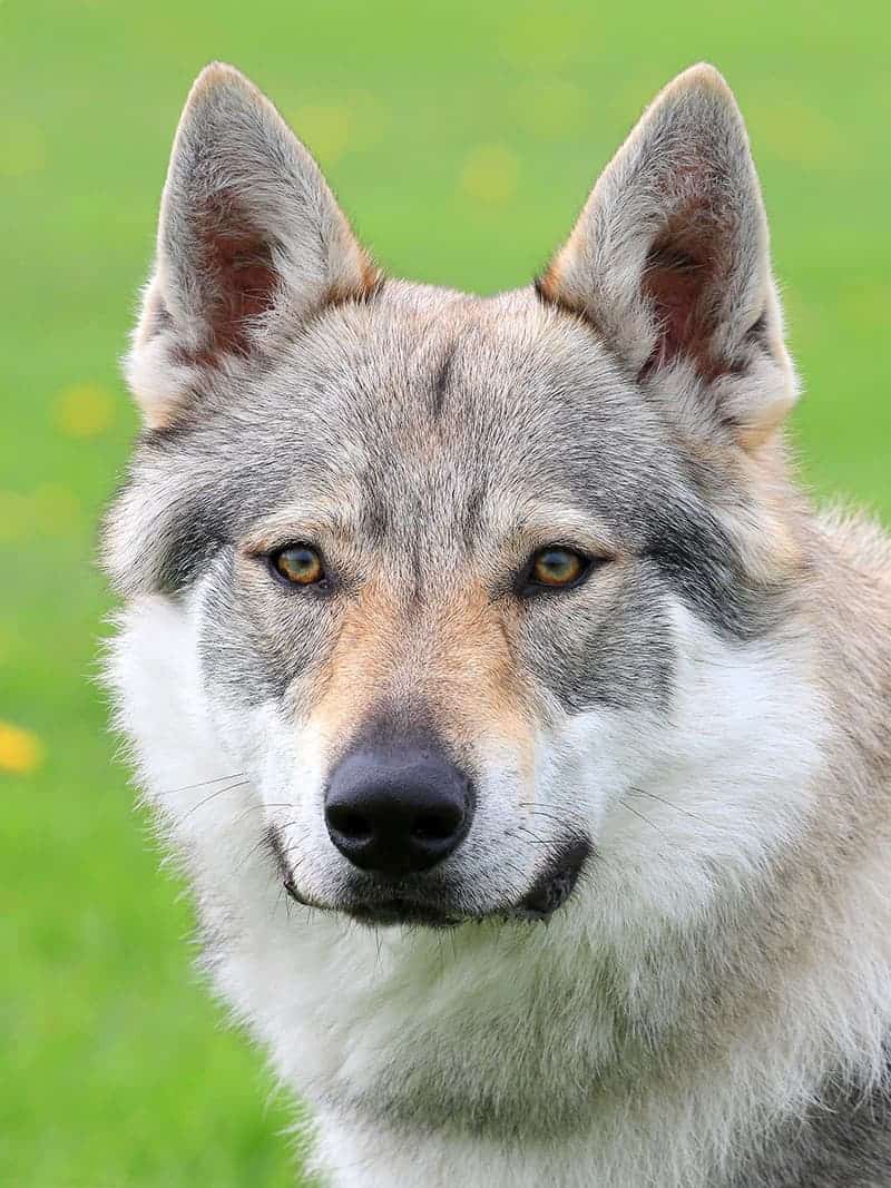 Czechosłowacki wilczak