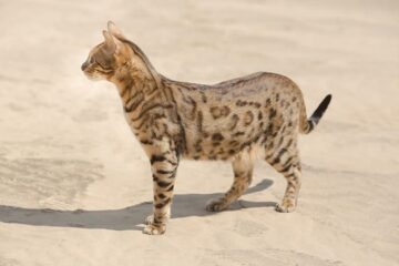 Kot savannah charakterystyka