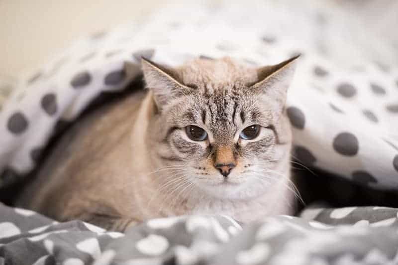Czy kot domowy niewychodzący może mieć pasożyty?